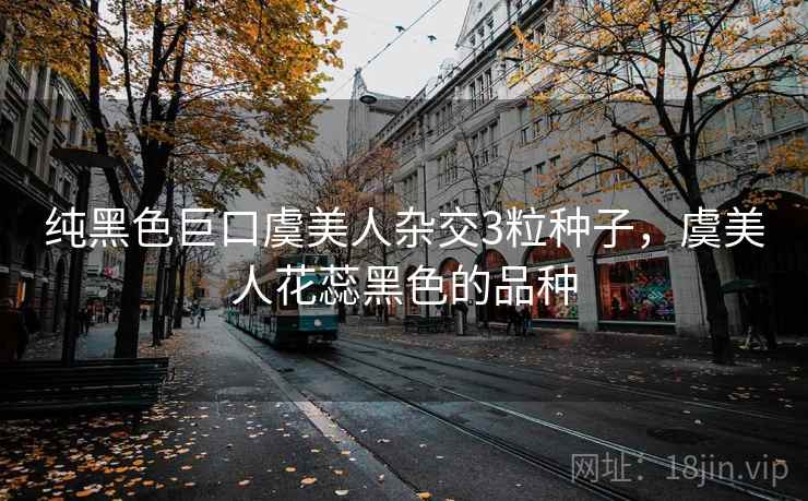 纯黑色巨口虞美人杂交3粒种子，虞美人花蕊黑色的品种